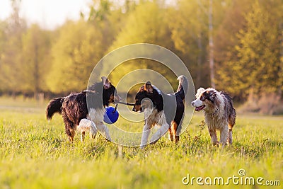 Three Australian Shepherd dogs fighting for a ball Stock Photo
