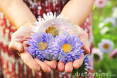 Three autumn asters in the elderly wrinkled hands of a grandmother or grandfather. Blue and pink asters Stock Photo