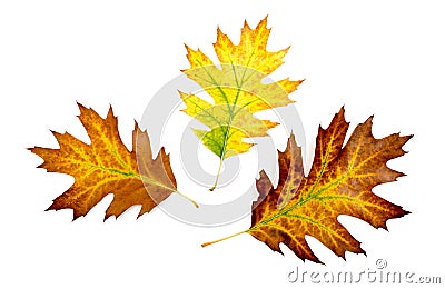 Three autumn colorful oak leaves Stock Photo