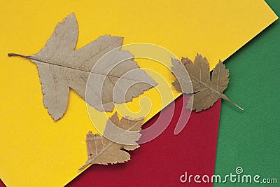 Three autumn dried leaves close-up on colorful bright paper, background with copy space for text. View from above. Fall Stock Photo