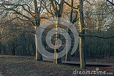 Three autumn trees in low sun. Stock Photo