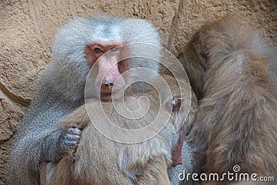 Three baboons papio sitting close together Stock Photo