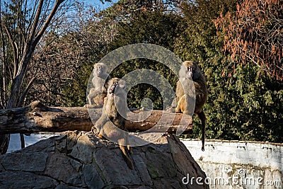 Three baboons sitting on the rock in the park. Stock Photo