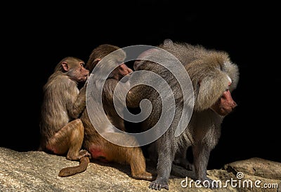 Three baboons on a stone Stock Photo