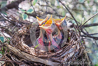 Three baby birds in a nest with beaks wide open waiting to be fe Stock Photo