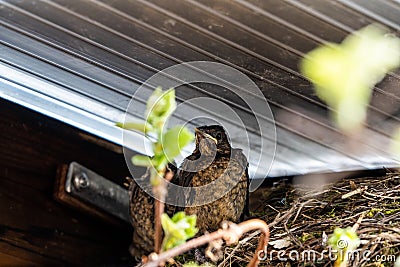 Three baby blackbirds sitting next to their nest. At this point they are close to leave and can nearly fly on their own. High qual Stock Photo