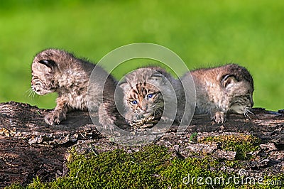 Three Baby Bobcats (Lynx rufus) Lined up on Log Stock Photo