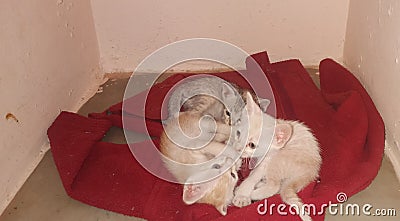 Three baby cats Happy playing with three kittens Stock Photo