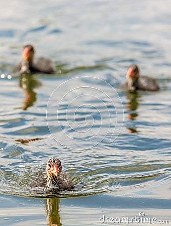 Three ducklings swim over a lake Stock Photo