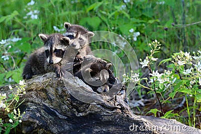 Three baby raccoons coming out of a hollow log. Stock Photo