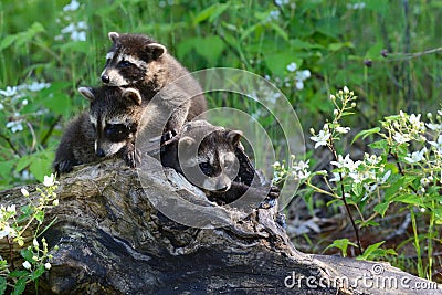 Three baby raccoons coming out of a hollow log. Stock Photo