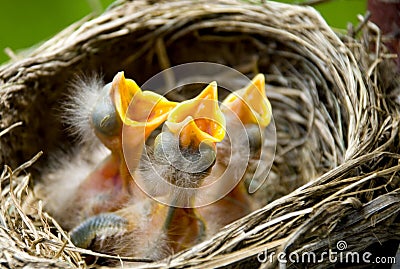 Three Baby Robins in a Nest Stock Photo