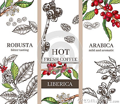 Three background designs for coffee varieties robusta, arabica, liberica Vector Illustration