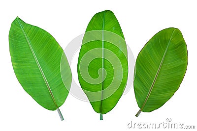 three banana leaf on white background. Stock Photo
