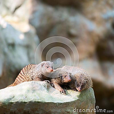 Three banded mongooses Stock Photo