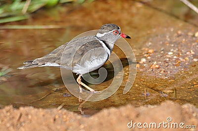 Three-banded Plover Stock Photo