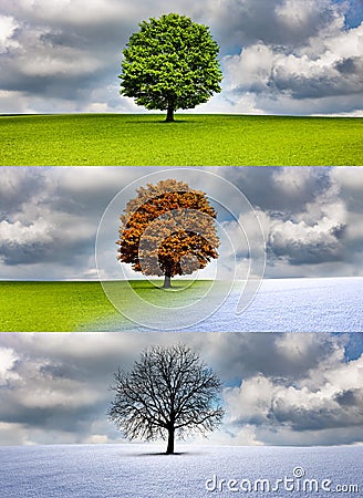 Baum im Wechsel der Jahreszeiten Stock Photo