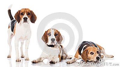 Three beagles Stock Photo