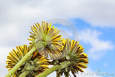 Three blooming yellow dandelions close-up blue sky background with clouds. Stock Photo