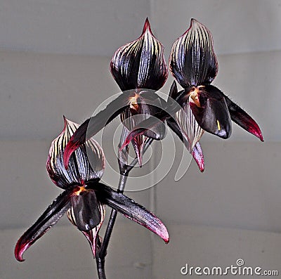 "Black orchid" Three beautiful blue violet orchids of Paphiopedilum Stock Photo