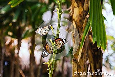 Three beautiful butterflies called Danaus genutia common or str Stock Photo