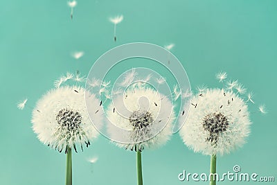 Three beautiful dandelion flowers with flying feathers on turquoise background. Stock Photo