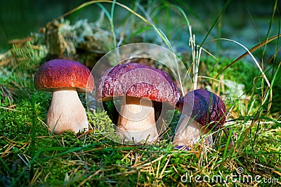 Three beautiful edible mushrooms on green moss background grow in pine forest close up, boletus edulis in group, brown cap boletus Stock Photo