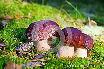 Three beautiful edible mushrooms and pine cone in forest closeup on green moss background, boletus edulis group, brown cap boletus Stock Photo