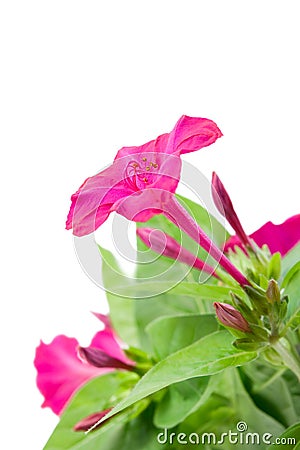Three beautiful flower Mirabilis Stock Photo