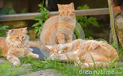 Three beautiful ginger cats in summer Stock Photo