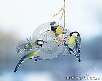 Three beautiful hungry little bird Tits flew on a hanging manger Stock Photo