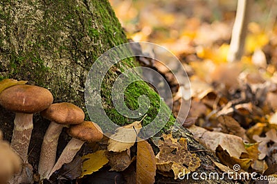 Large nice mushrooms in a forest Stock Photo
