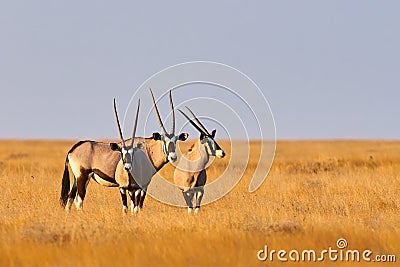 Three beautiful oryxes in Namibia Stock Photo