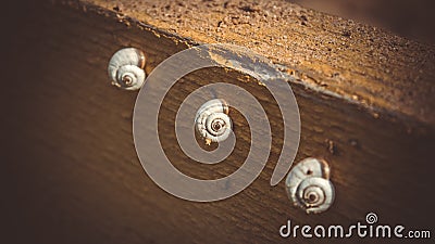 Three beautiful patterned shells snails clung to a tree Stock Photo