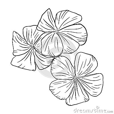 Three beautiful plumeria flowers close-up on a white background. Vector Illustration