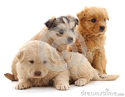 Three beautiful puppies Stock Photo