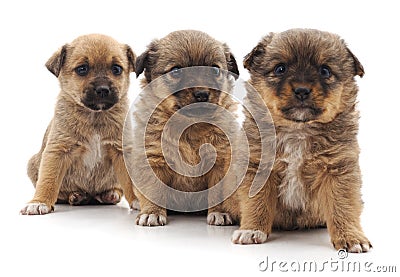 Three beautiful puppies. Stock Photo