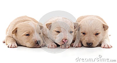 Three beautiful puppies. Stock Photo