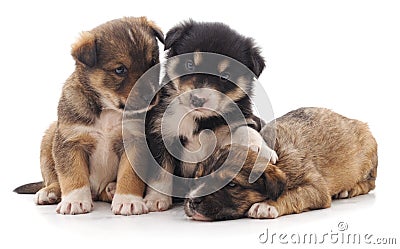 Three beautiful puppies. Stock Photo