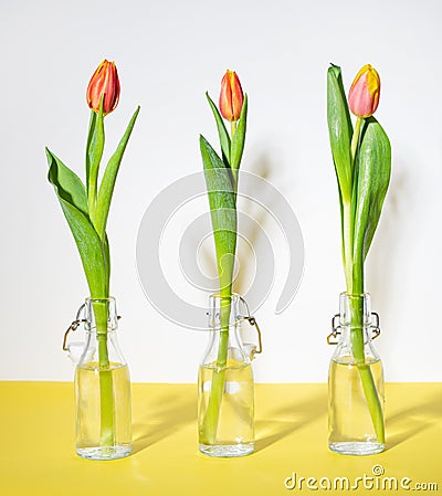 Three beautiful red yellow tulip flower in a glass bottles on a white yellow background with a shadow. Front view and copy space Stock Photo