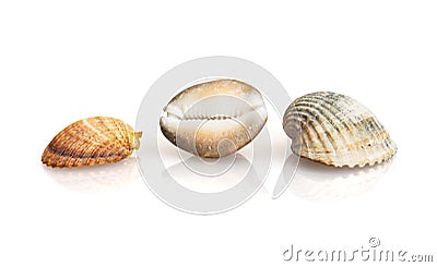 Three beautiful sea shells with reflection Stock Photo