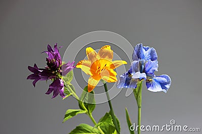 Three beautiful summer wildflowers closeup. Environment. Stock Photo