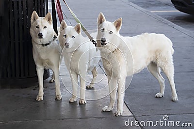 Three beautiful white dogs with ice blue eyes tied to a trash can outside a store while their master shops - looking straight at Stock Photo