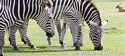 Three beautiful zebras together Stock Photo