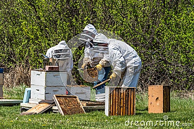 Three beekeepers inspecting brood trays from beehive Stock Photo