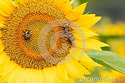 Three bees pollinate the face of a bright yellow sunflower in summer Stock Photo