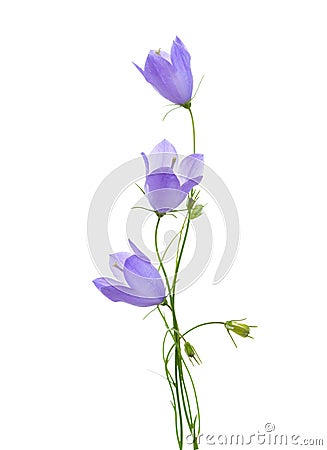 Three bellflowers isolated on white background Stock Photo