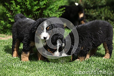 Three Bernese Mountain Dog puppies drinking Stock Photo