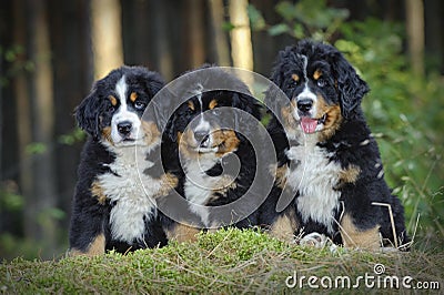 Three Bernese Mountain Dog puppies Stock Photo