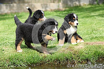 Three Bernese Mountain Dog puppies Stock Photo